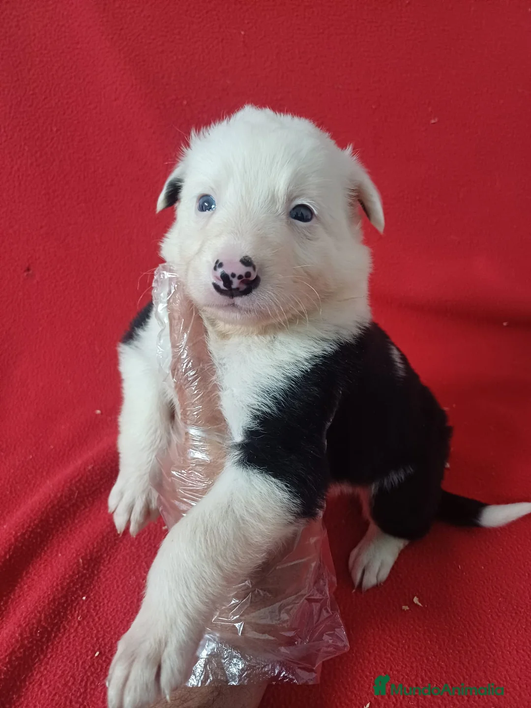 Border Collie perros en venta: Border Collie Blanco y Negro  - Anuncio 2