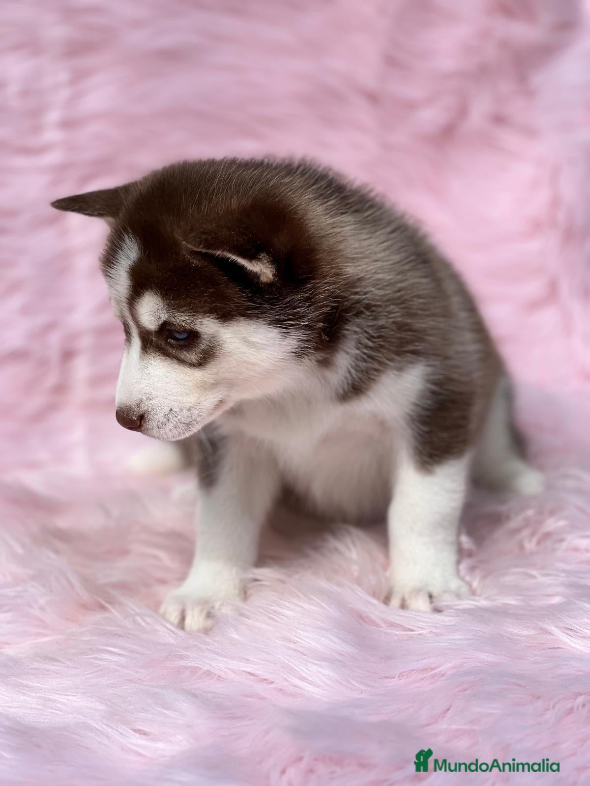 Husky Siberiano perros Husky en Barcelona - Anuncio 2