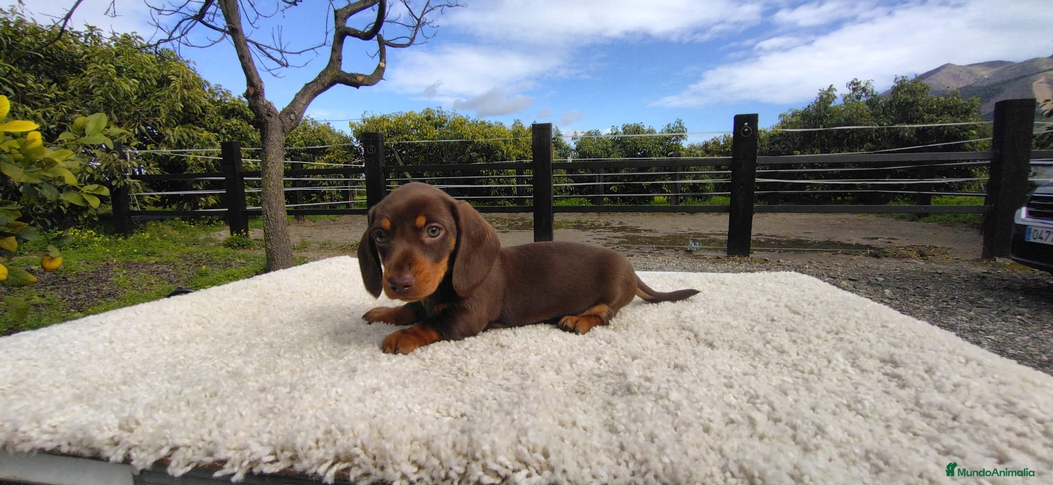 Teckel Miniatura perros Macho chocolate de teckel Kaninchen  - Anuncio 2