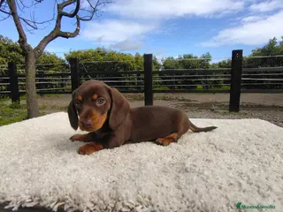 Teckel Miniatura perros Macho chocolate de teckel Kaninchen - Anuncio 2