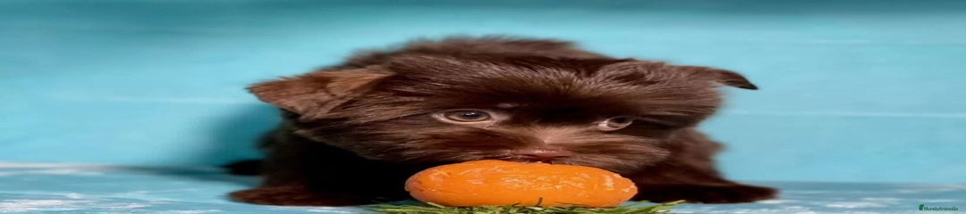 Raza Mixta Cachorro 1