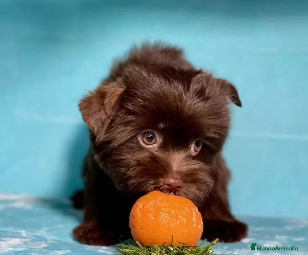 Raza Mixta perros en venta: Cachorros Yorky-poo - Imagen 2