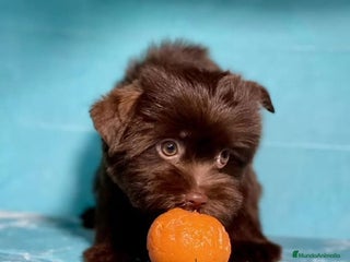 Raza Mixta perros - Anuncio 5