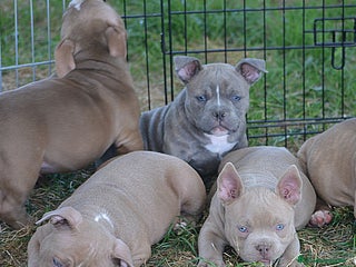 American Bully perros en Ourense - Anuncio 24