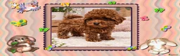 Caniche Toy perros en venta: Caniche toy, oportunidad - Anuncio 1