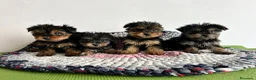 Yorkshire Terrier perros en venta: Yorkshire miniatura  - Anuncio 3