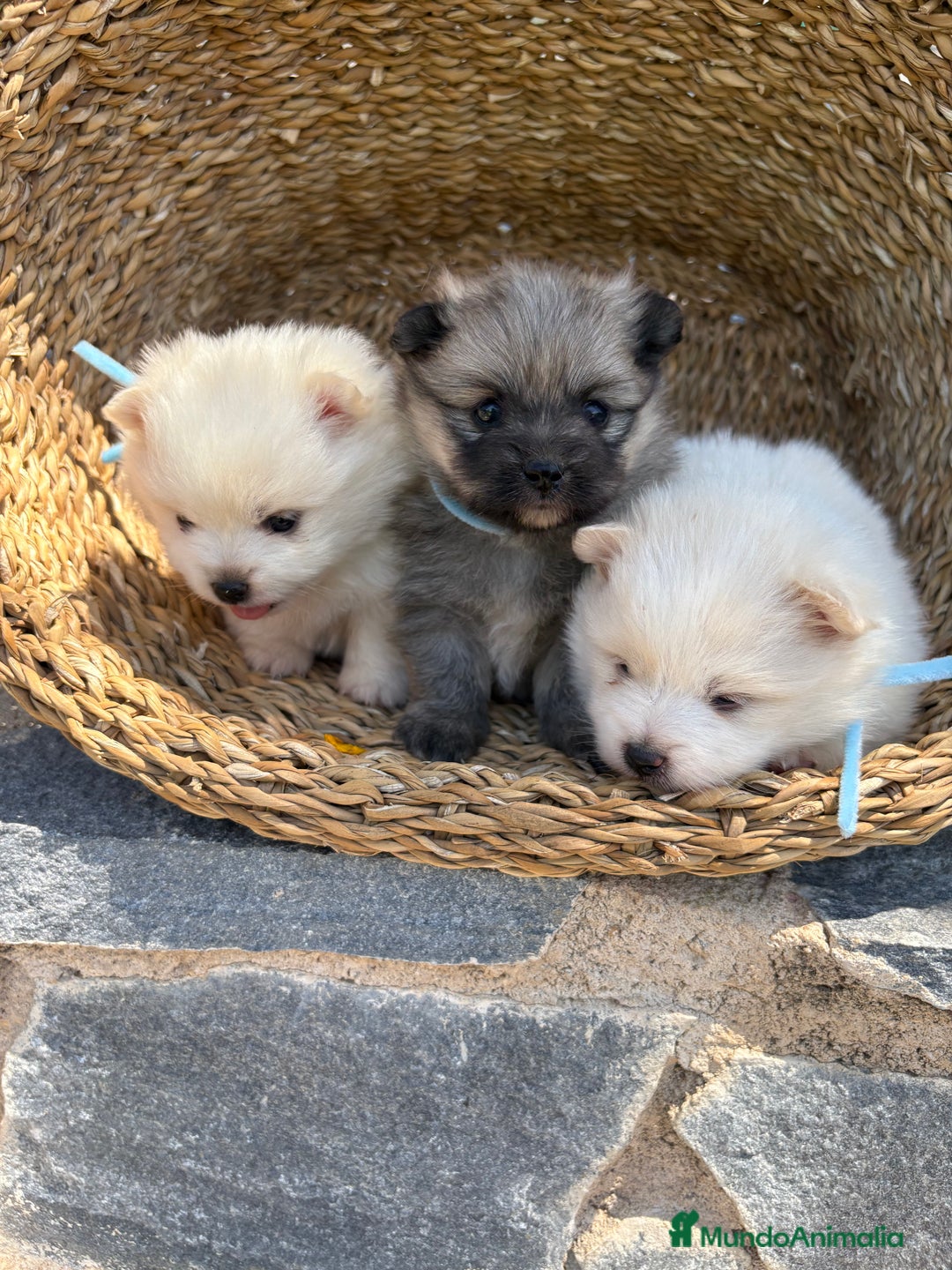 Pomerania perros en venta: Pomerania Machos disponibles  - Imagen 6