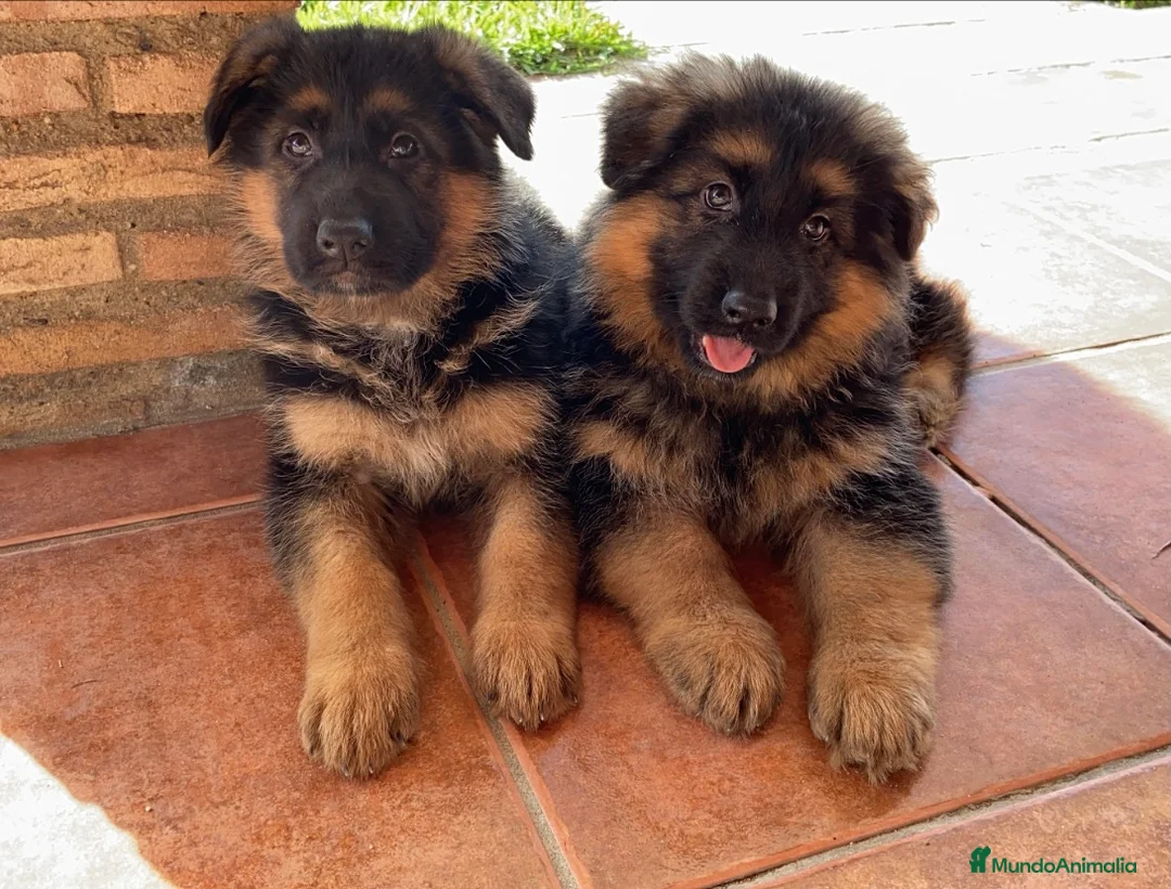 Pastor Alemán perros en venta: CACHORROS DE PASTOR ALEMAN - Anuncio 1