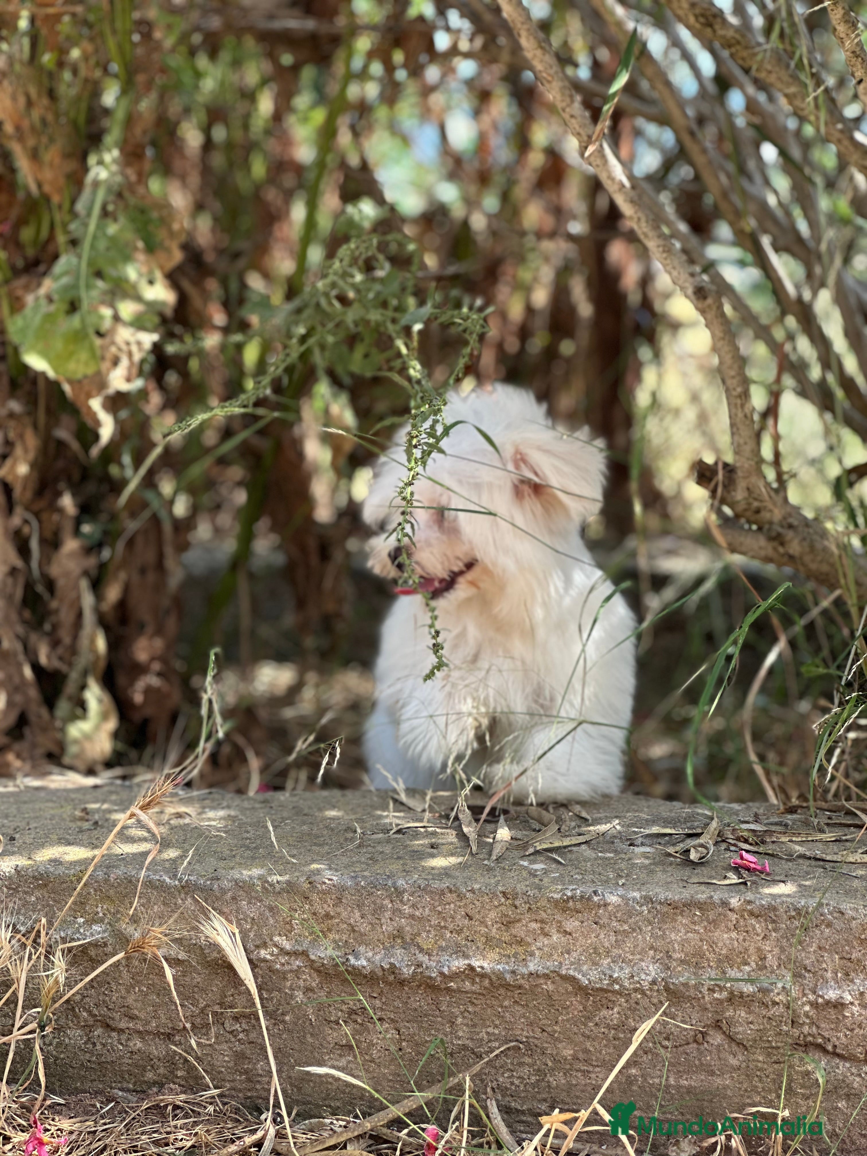 Bichón Maltés perros BICHÓN MATES LÍNEA AMERICANA - Anuncio 11