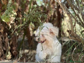 Bichón Maltés perros BICHÓN MATES LÍNEA AMERICANA - Anuncio 33