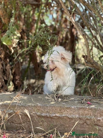 Bichón Maltés perros - Anuncio 10