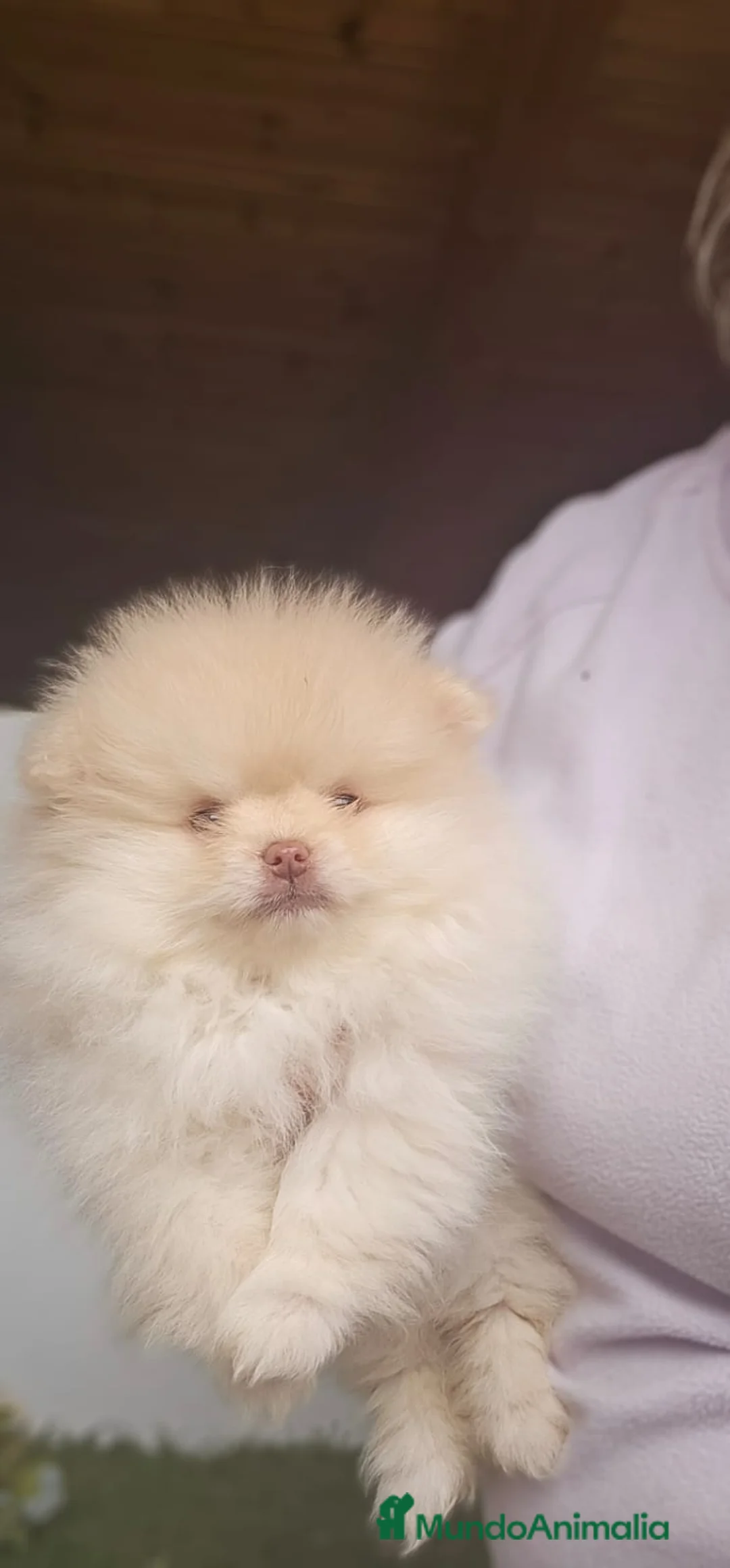 Pomerania perros en venta: CAMADA DE POMERANIA  - Anuncio 2