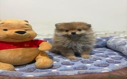 Pomerania perros en venta: Poo pomerania osito - Imagen 9