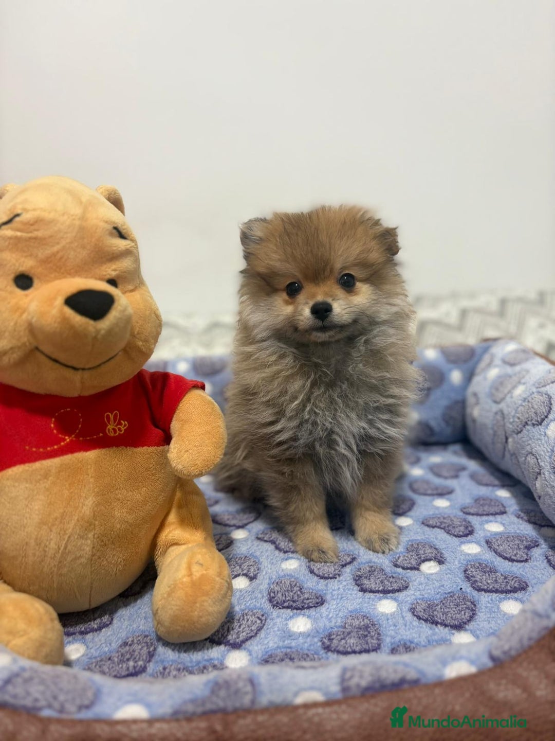 Pomerania perros en venta: Poo pomerania osito - Imagen 9