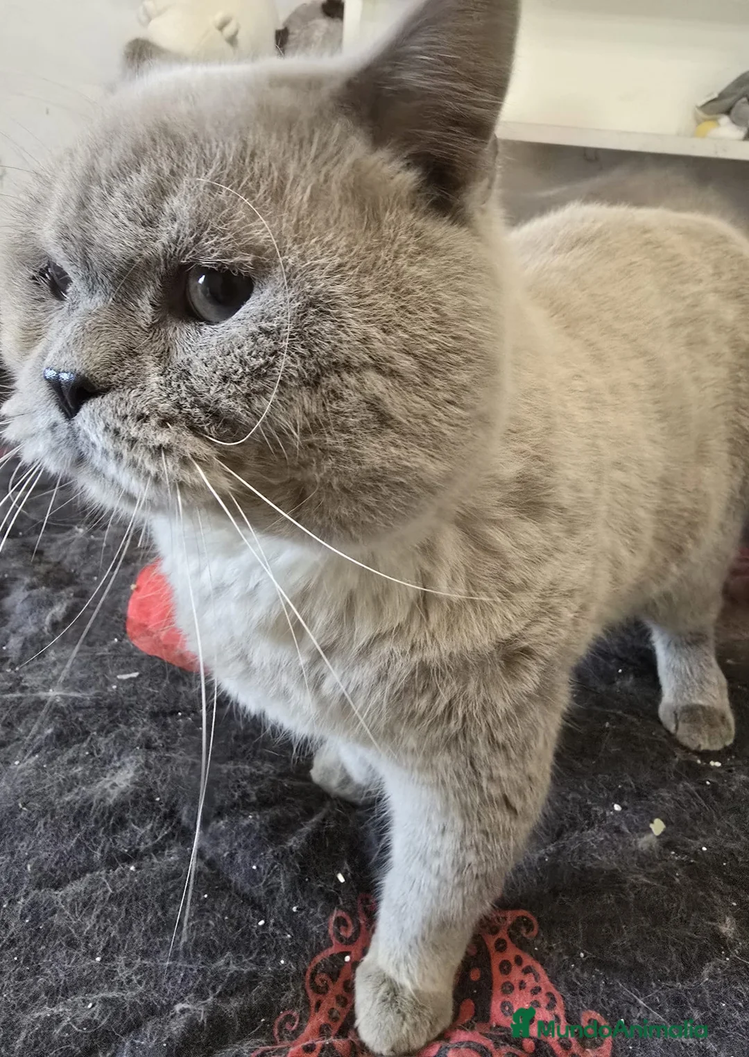 Británico de Pelo Corto gatos en venta: Gatitos British shorthair - Anuncio 1