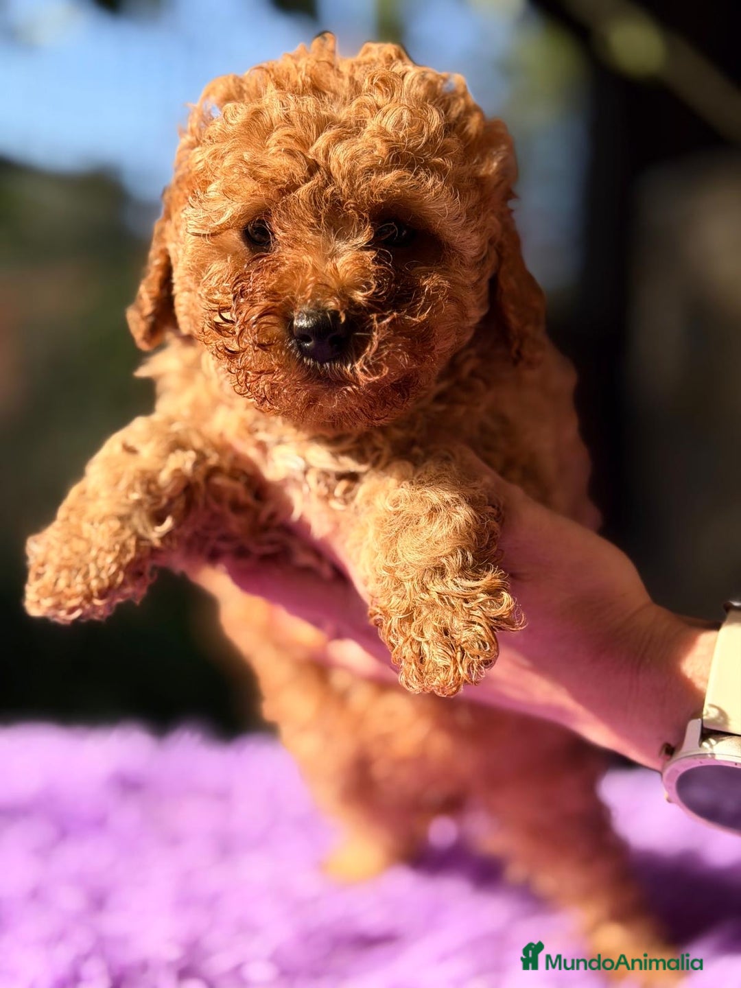 Caniche Toy perros en venta: CANICHE TOY APRICOT ESPECTACULAR - Anuncio 1