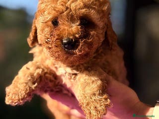 Caniche Toy perros CANICHE TOY APRICOT ESPECTACULAR - Anuncio 1