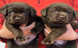 Labrador Retriever perros en venta: Labrador chocolate  - Imagen 1