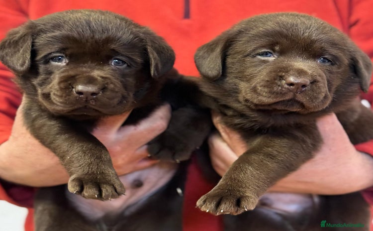 Labrador Retriever perros - Anuncio 17