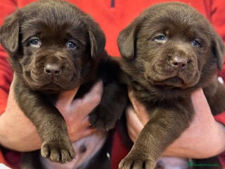 Labrador Retriever perros - Anuncio 1