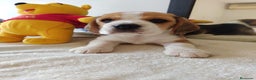 Beagle perros en venta: BEAGLE LIATOS PARA ENTREGAR /// en Badajoz - Anuncio 1
