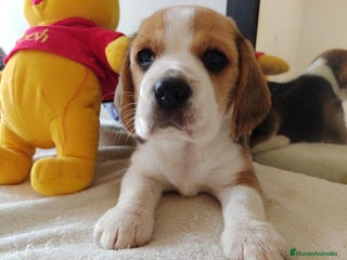Beagle perros en Badajoz - Anuncio 3