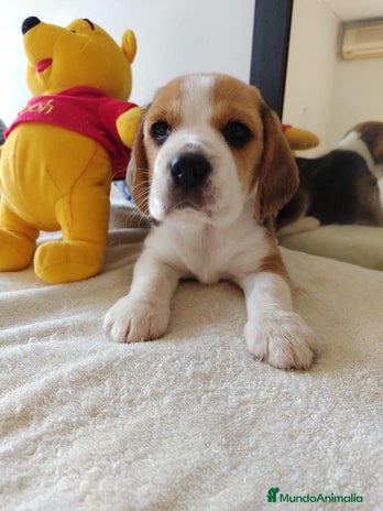 Beagle perros en Badajoz - Anuncio 4