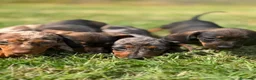 Teckel Miniatura perros en venta: Disponible Teckels Hembra de Calidad  - Anuncio 9