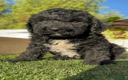 Perro de Agua Español perros en venta: PERRO DE AGUA ESPAÑOL - Imagen 9