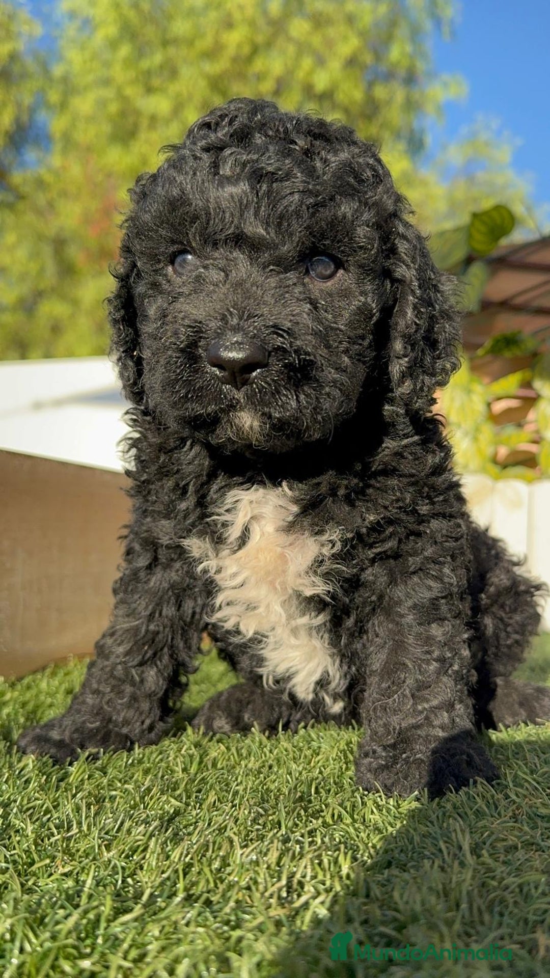 Perro de Agua Español perros en venta: PERRO DE AGUA ESPAÑOL - Imagen 9