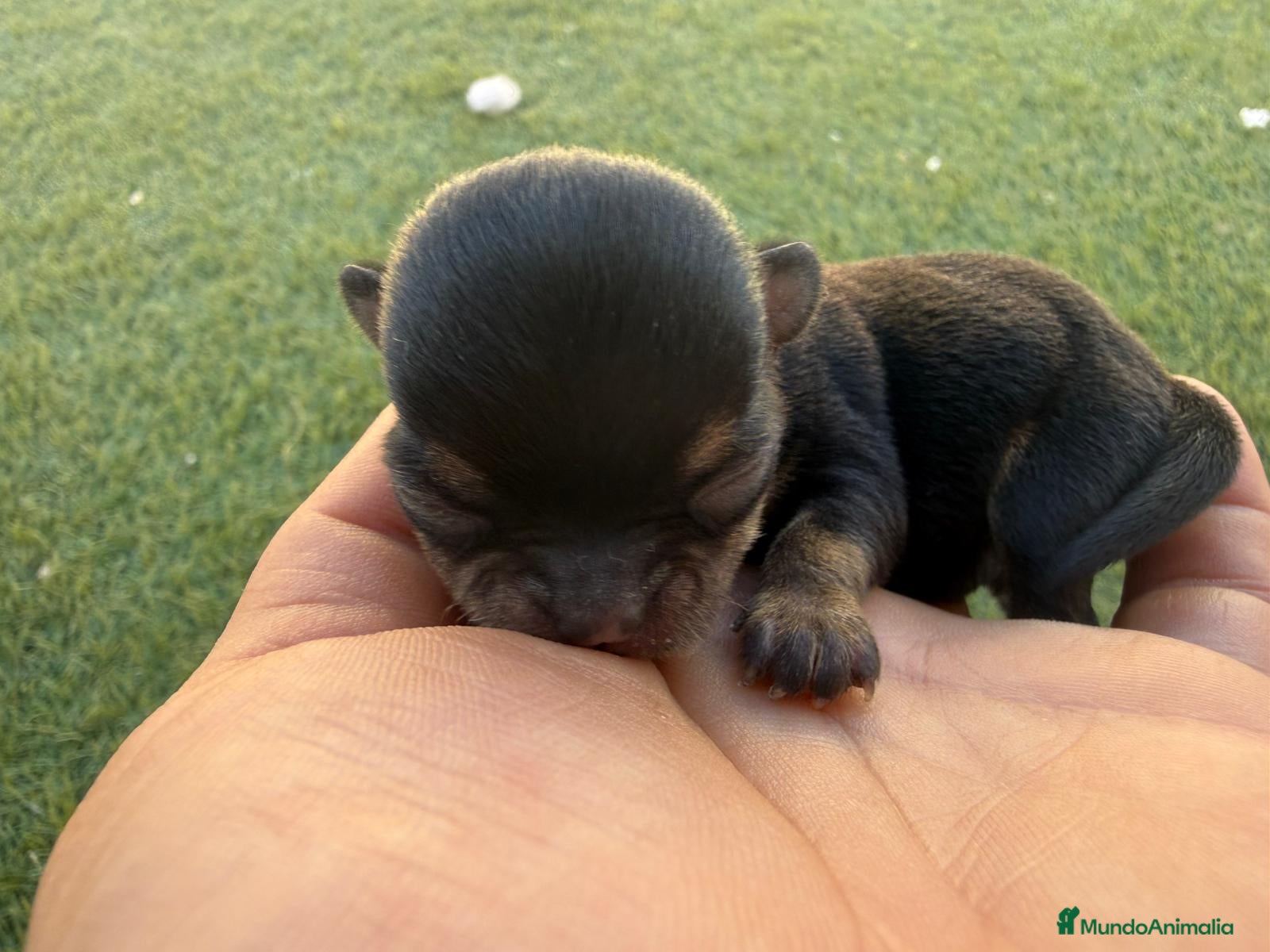 Chihuahua Cachorro 3