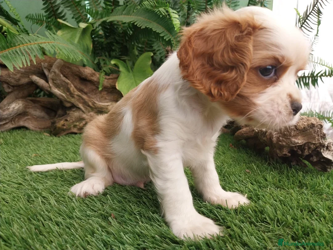 Cavalier King Charles Spaniel perros en venta: Cachorros de cavelier King charles - Anuncio 2