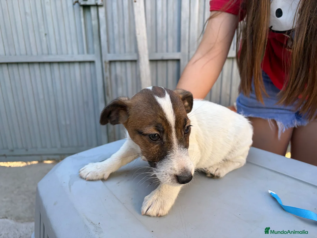 Jack Russell Terrier perros en venta: Jack rusell terrier  - Anuncio 1