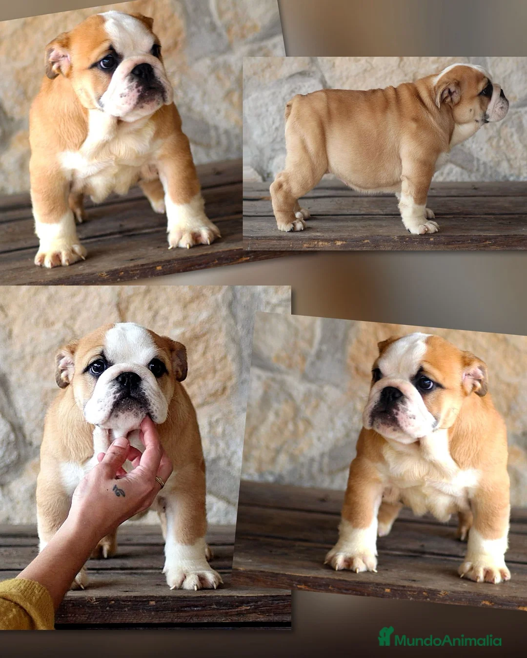 Bulldog Inglés perros en venta: Bulldog ingles de Calidad  - Anuncio 1
