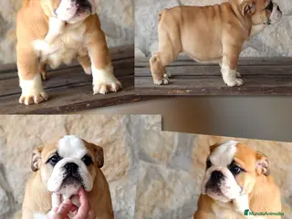 Bulldog Inglés perros Bulldog ingles de Calidad - Anuncio 1