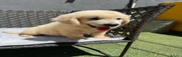 Golden Retriever perros en venta: Cachorro golden retriever - Anuncio 5