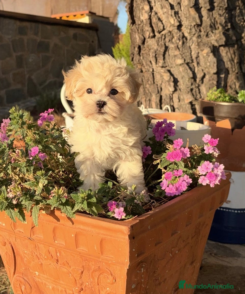 Maltipoo perros Maltipoo Mini hembra disponible !!! - Anuncio 2