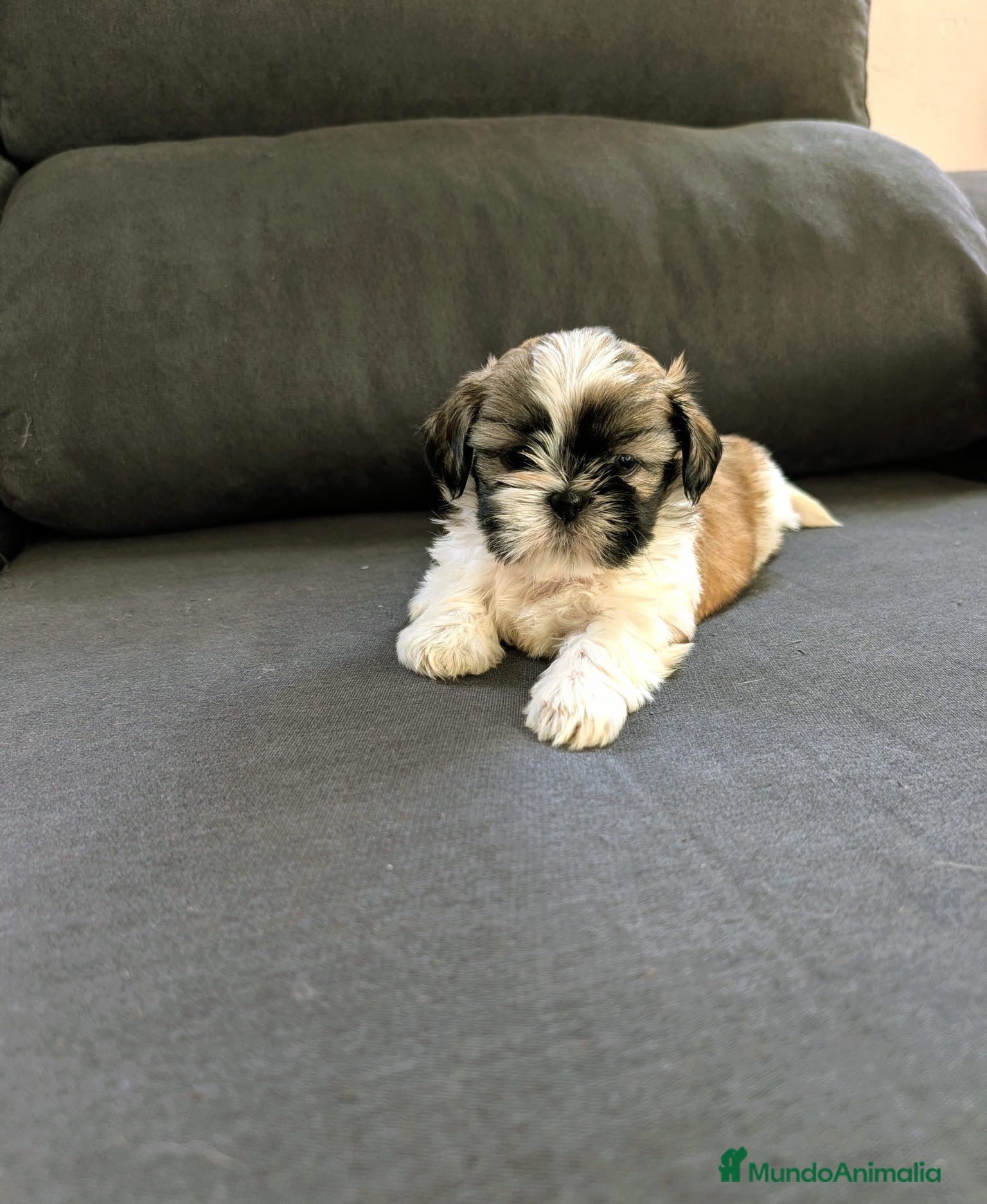 Shih Tzu perros Shith Tzu  - Anuncio 1