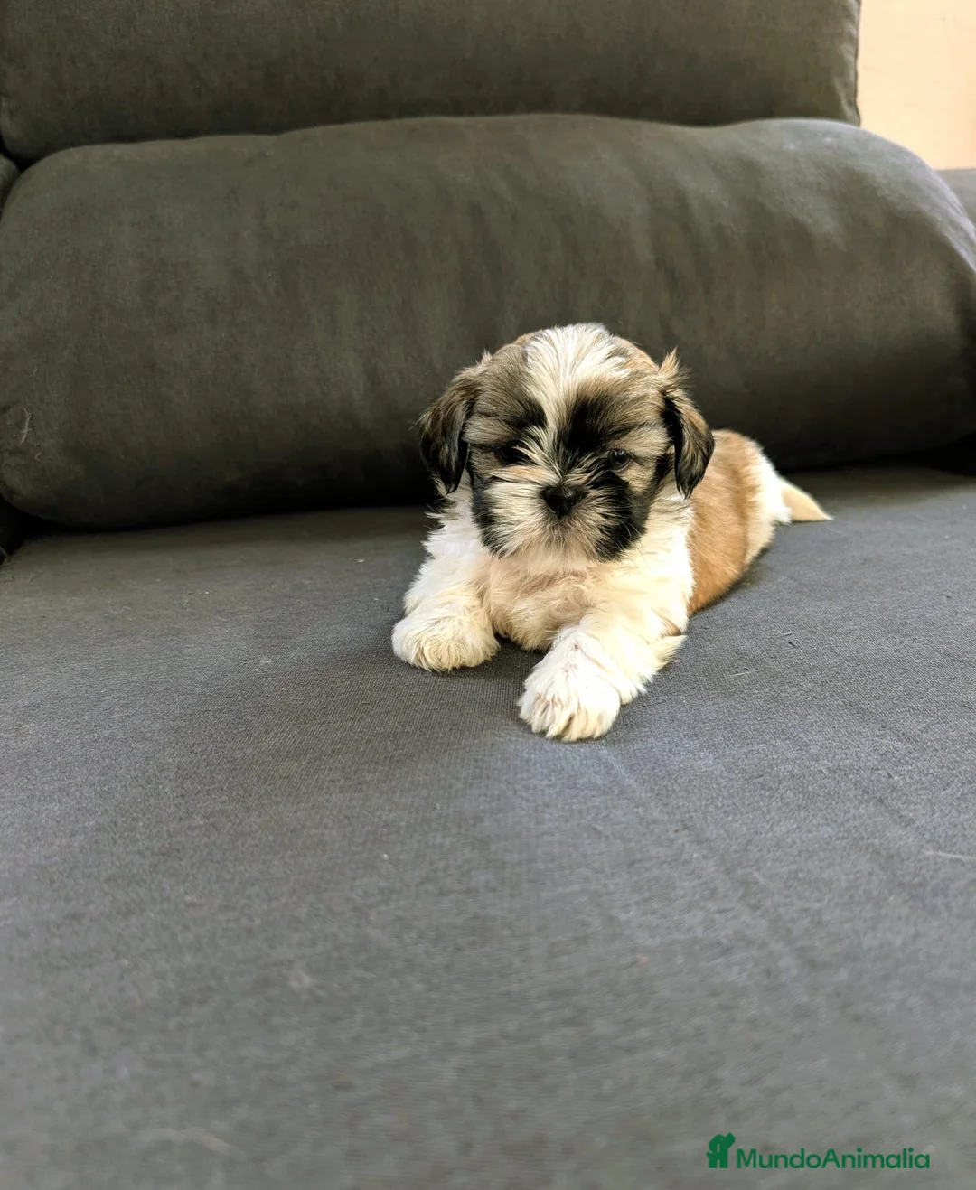 Shih Tzu perros en venta: Shith Tzu  - Anuncio 1