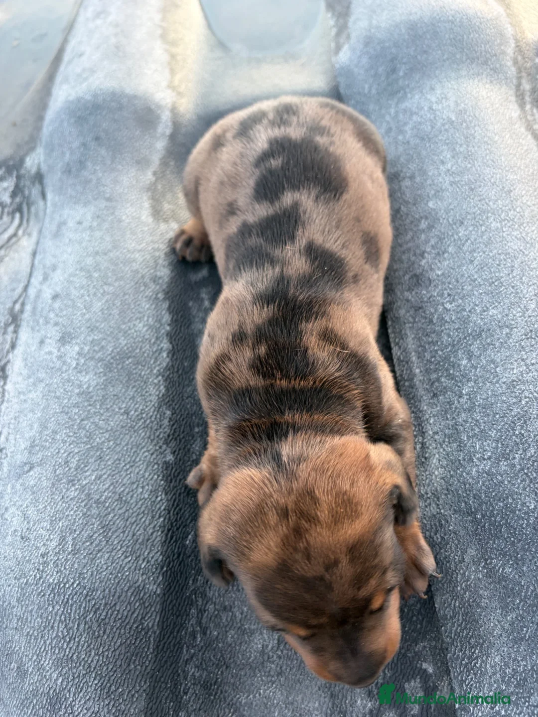 Teckel Miniatura perros en venta: Teckel  - Anuncio 6