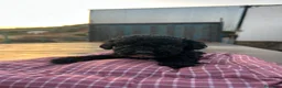 Perro de Agua Español perros en venta: Cachorros perro de agua español  - Anuncio 6