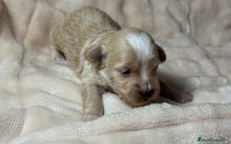 Bichón Habanero perros en venta: Cachorros Bichon habanero  - Anuncio 1