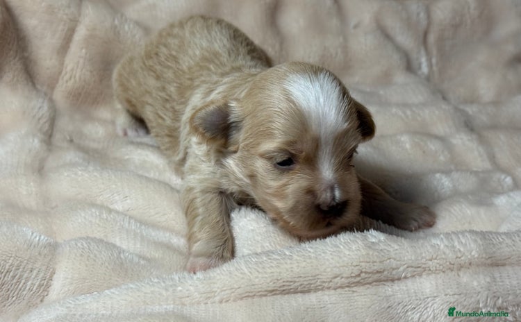 Bichón Habanero perros Cachorros Bichon habanero  - Anuncio 1