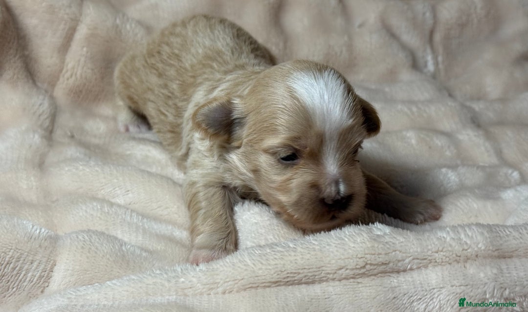 Bichón Habanero perros en venta: Cachorros Bichon habanero  - Anuncio 1