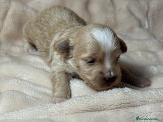 Bichón Habanero perros Cachorros Bichon habanero - Anuncio 1