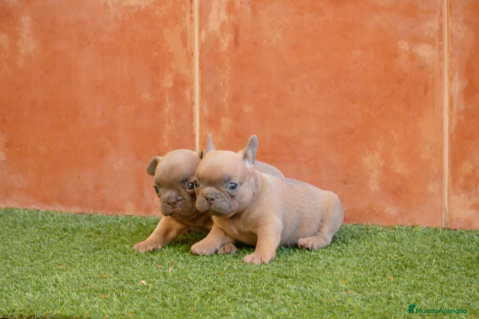 Bulldog Francés perros Cachorras de Bulldog Frances  - Anuncio 1