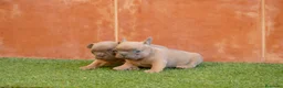 Bulldog Francés perros en venta: Cachorras de Bulldog Frances  - Anuncio 1