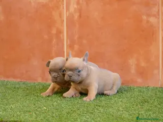 Bulldog Francés perros Cachorras de Bulldog Frances - Anuncio 1