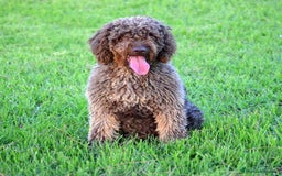 Perro de Agua Español perros en venta: Cachorros perro de agua español - Imagen 17