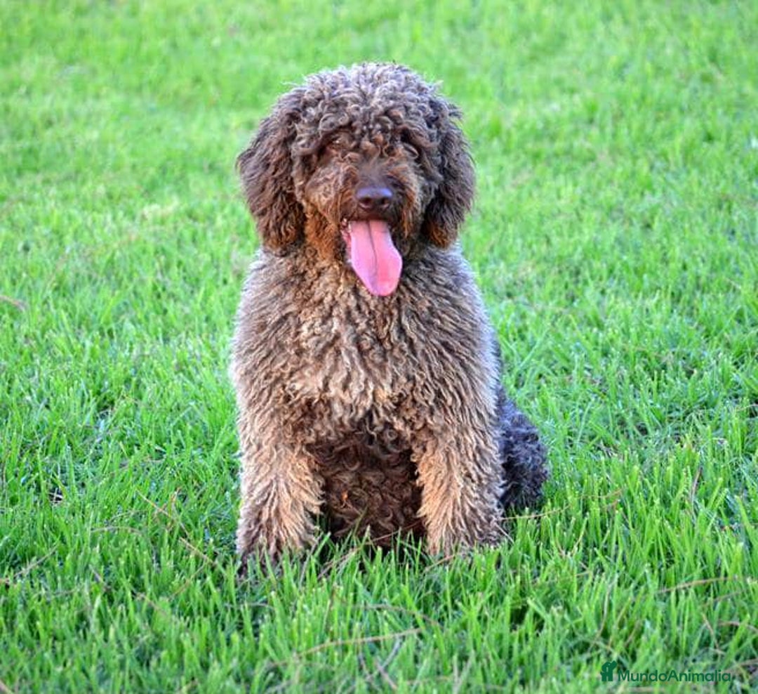 Perro de Agua Español perros en venta: Cachorros perro de agua español - Imagen 17